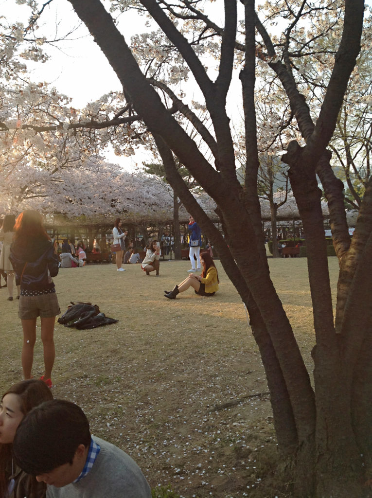 korea_kirschbluete_seoul