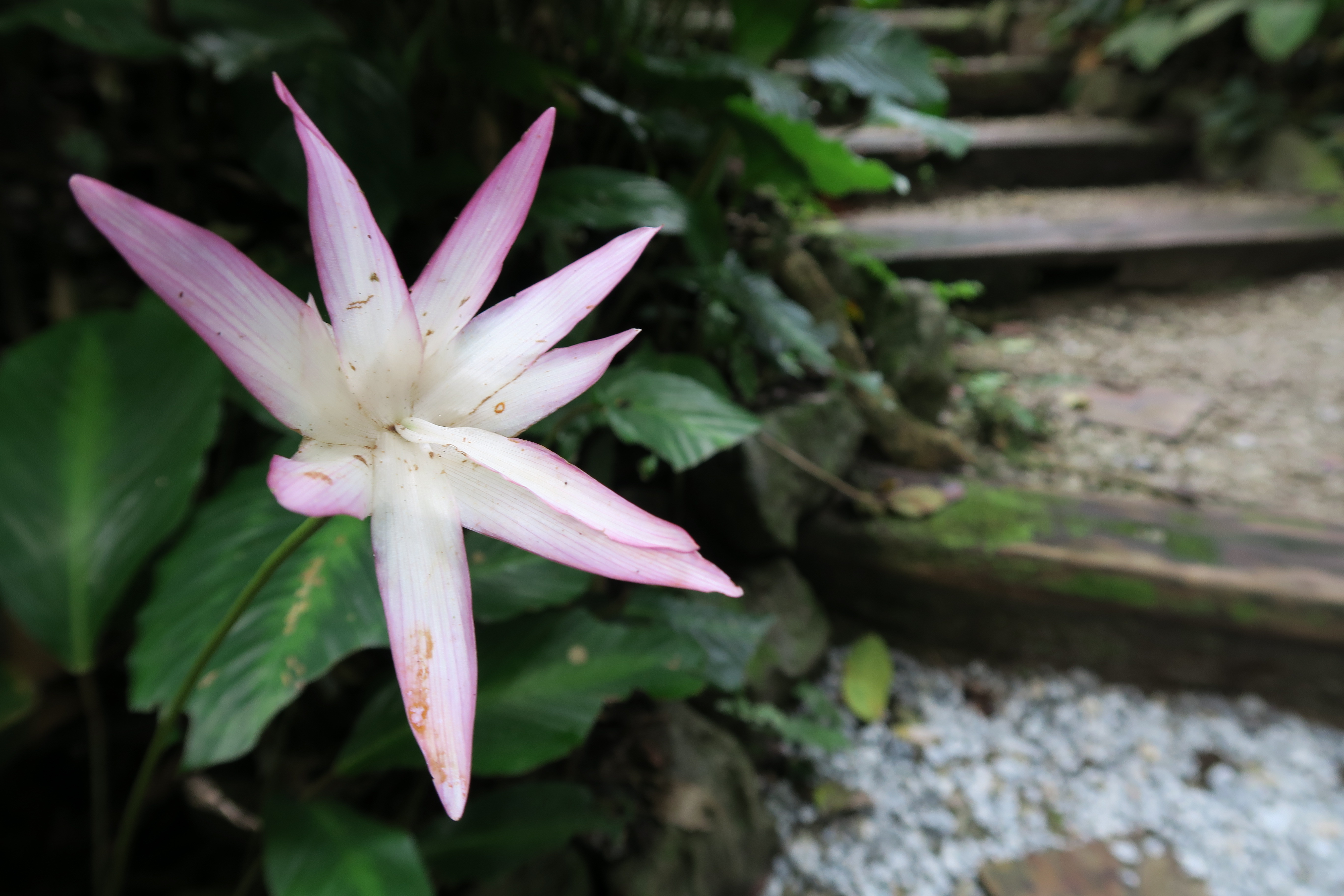 tropical garden batu ferengi
