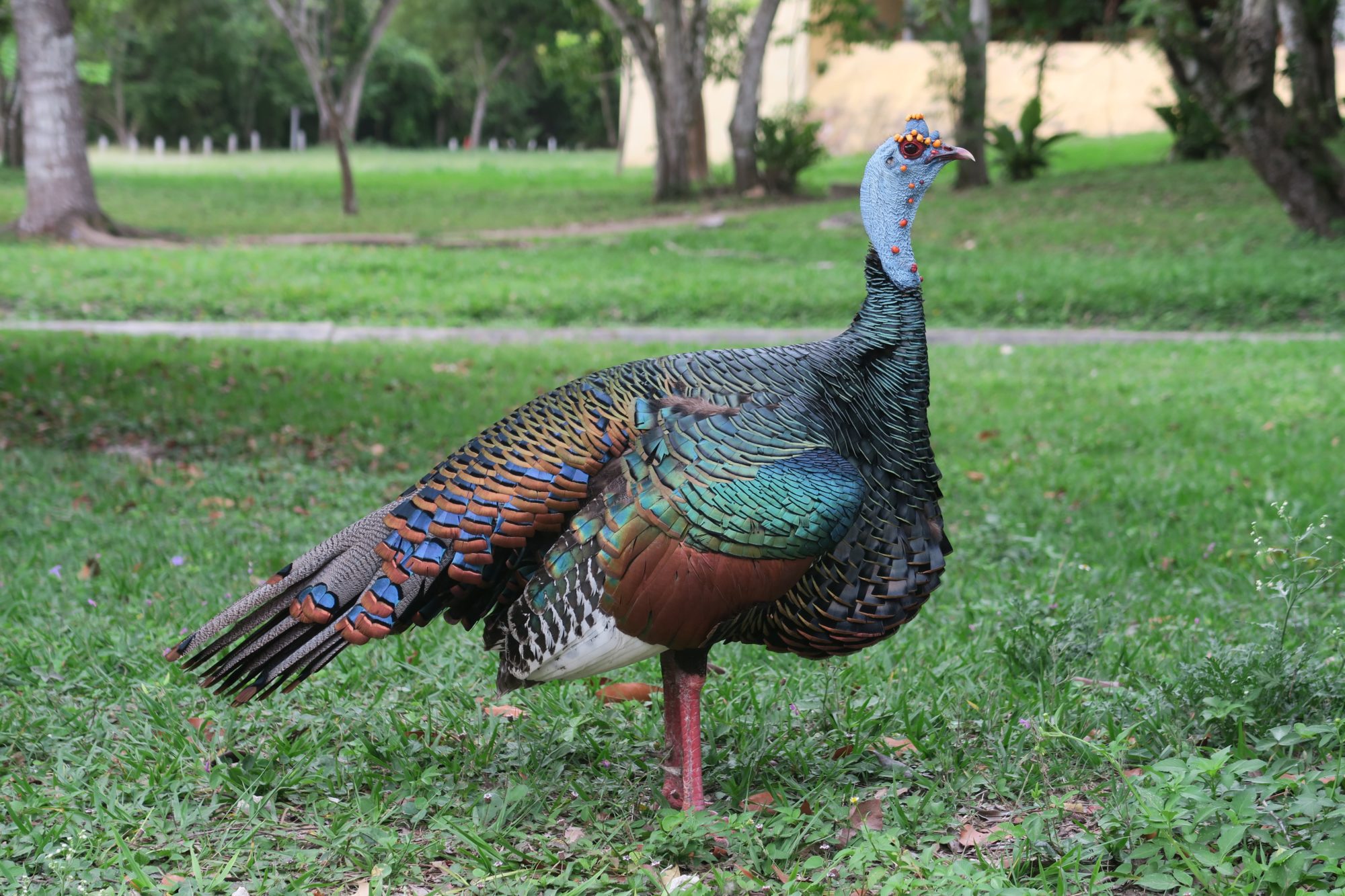 guatemala_tikal_vogel