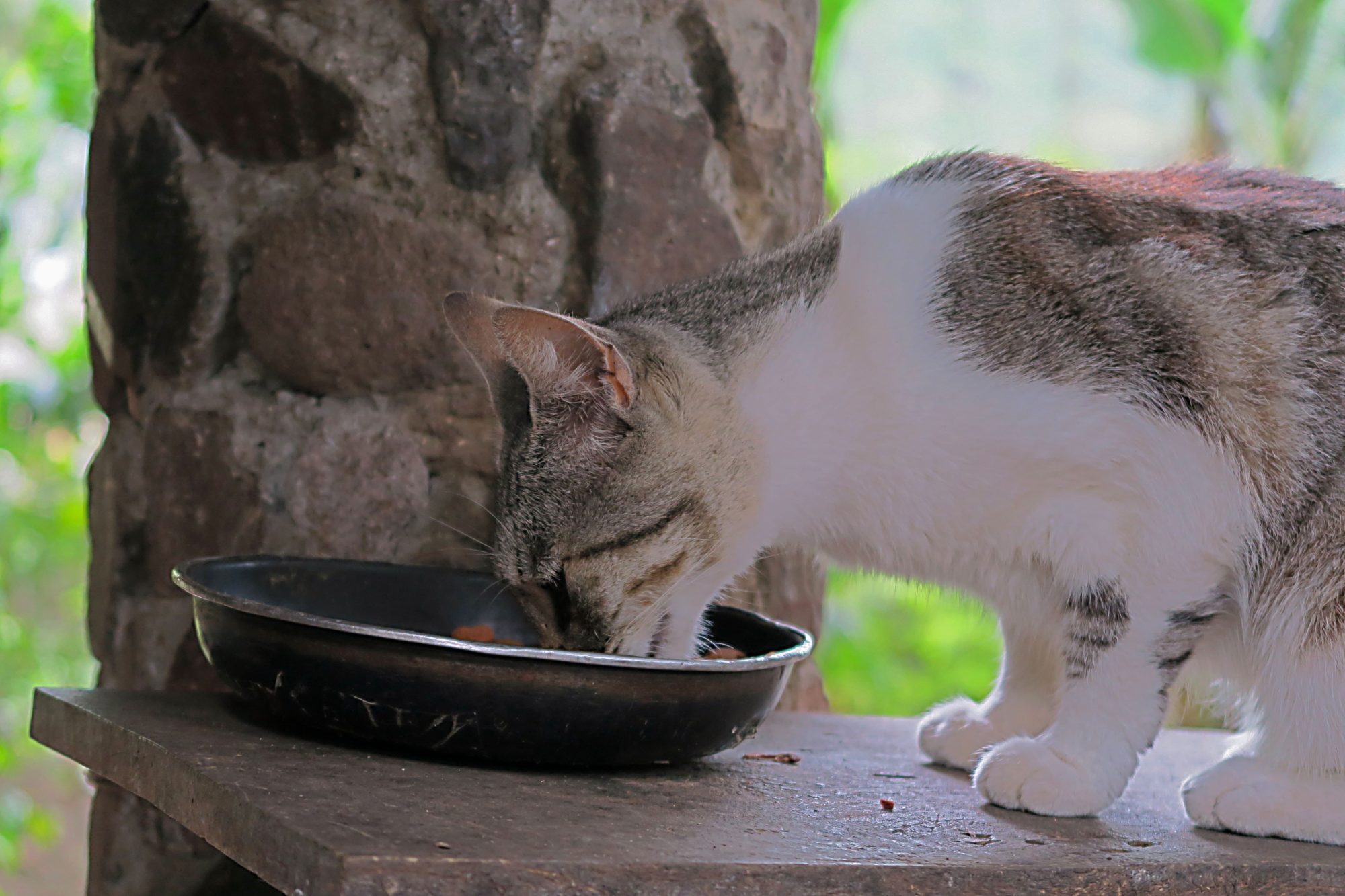jabailito_katze