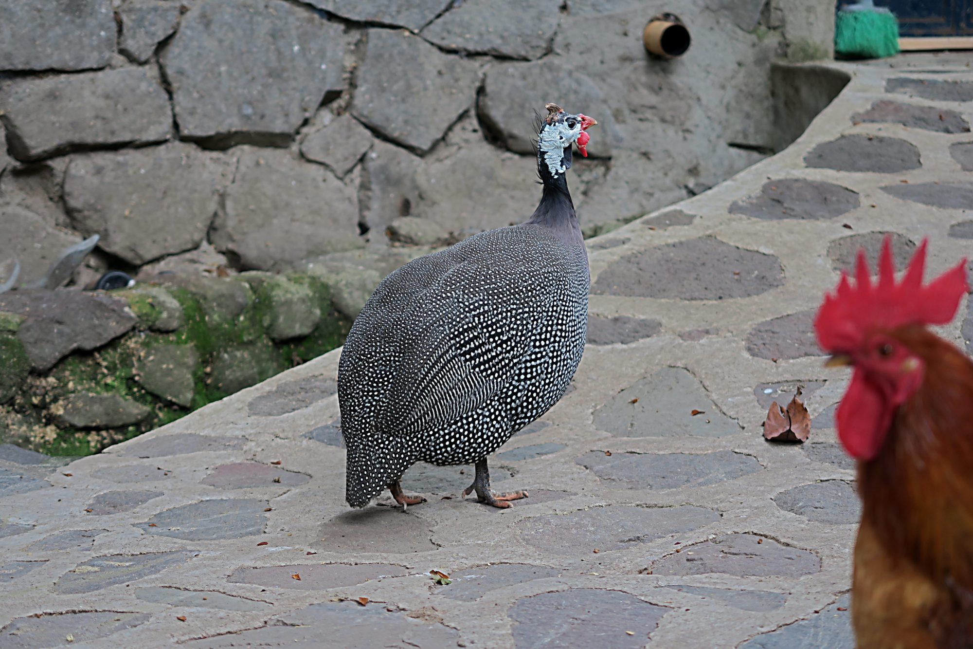 guatemala, jabailito, perlhuhn