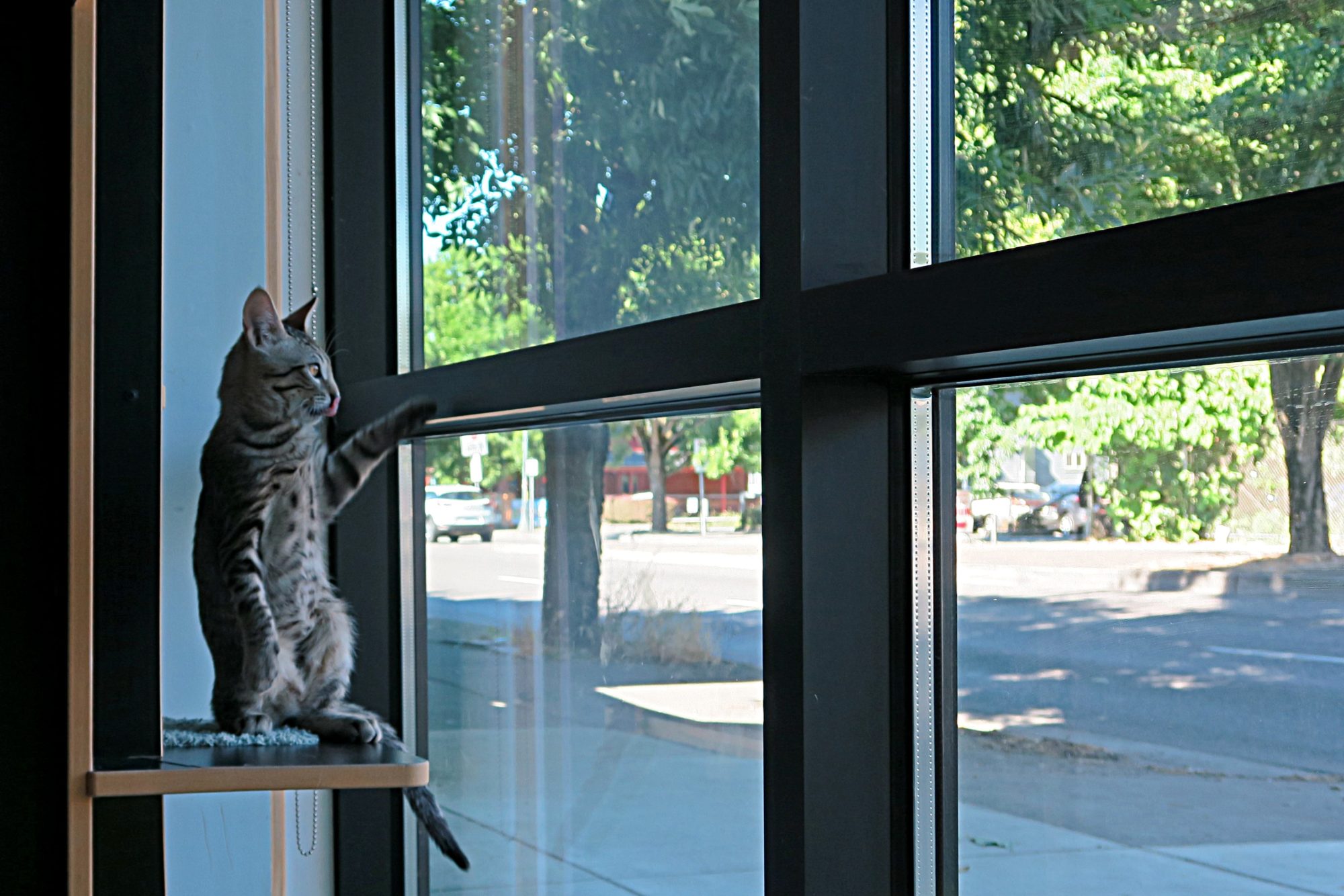 portland_purrington_cat
