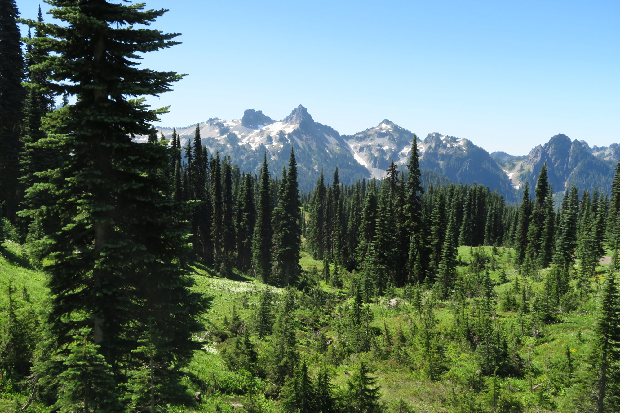 washington mt_rainier_wald