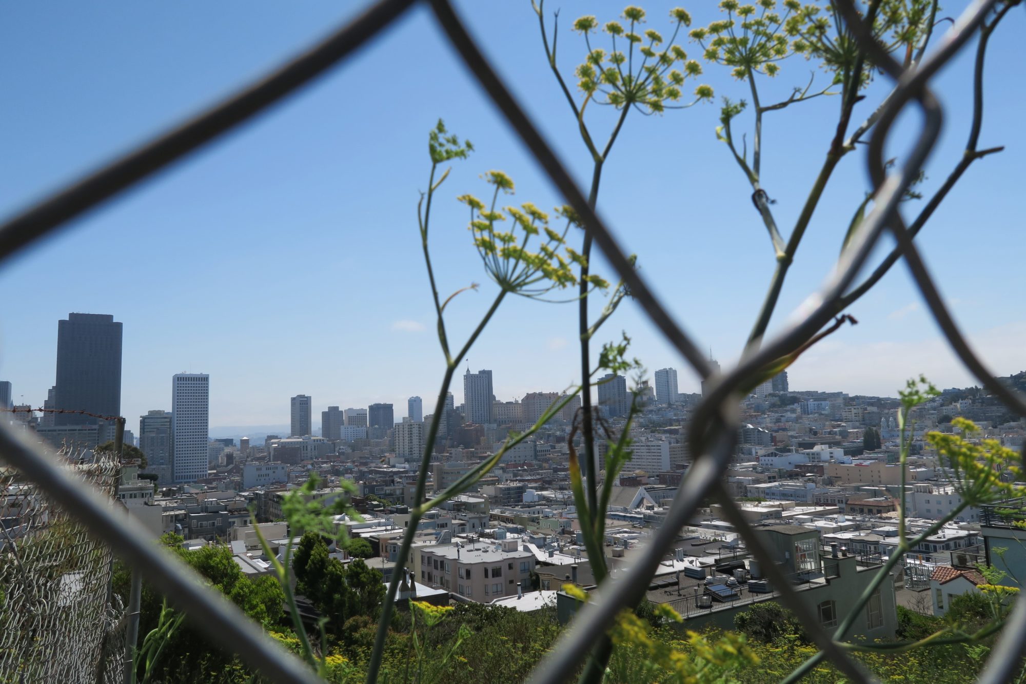 san_francisco sehenswürdigkeiten, garden